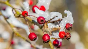 Zimowa rzeka Dajna niedaleko Wilkowa, styczeń 2024 r. - zdjęcie 27