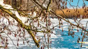 Zimowe jezioro Gołdopiwo w okolicach Przerwanek, styczeń 2024 r. - zdjęcie 5