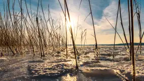 Zimowe jezioro Gołdopiwo w okolicach Przerwanek, styczeń 2024 r. - zdjęcie 35