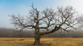 Mgliste Mazury, luty 2024 r. - zdjęcie 2