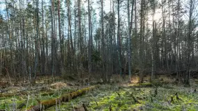 Jezioro Jagoczany, przedwiośnie, marzec 2024 r.  - zdjęcie 10