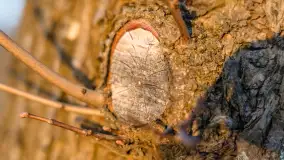 Zachód słońca nad stawami w Martianach, marzec 2024 r. - zdjęcie 27