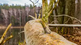 Mazurska przyroda w połowie marca 2024 r. - zdjęcie 26