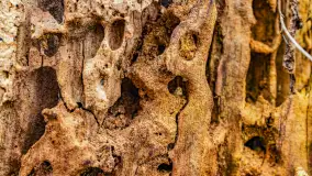 Mazurska przyroda w połowie marca 2024 r. - zdjęcie 21