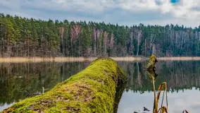 Mazurska przyroda w połowie marca 2024 r. - zdjęcie 15