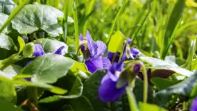 Mamy dowody na rozkwit wiosny na Mazurach, końcówka marca 2024 r. - zdjęcie 14