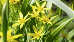 Mamy dowody na rozkwit wiosny na Mazurach, końcówka marca 2024 r. - zdjęcie 19