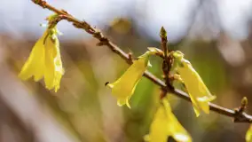 Mamy dowody na rozkwit wiosny na Mazurach, końcówka marca 2024 r. - zdjęcie 13