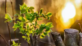 Wiosenne kadry o zachodzie słońca, koniec marca 2024 r. - zdjęcie 5