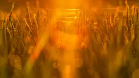 Wiosenne kadry o zachodzie słońca, koniec marca 2024 r. - zdjęcie 26