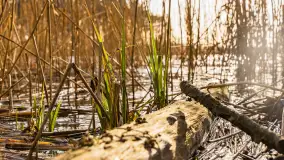 Wiosna i zachód słońca na półwyspie Kula, kwiecień 2024 r. - zdjęcie 9