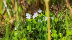 Wiosna i zachód słońca na półwyspie Kula, kwiecień 2024 r. - zdjęcie 20