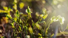 Wiosna i zachód słońca na półwyspie Kula, kwiecień 2024 r. - zdjęcie 29