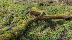 Wiosna i polana Wydra przy jeziorze Tyrkło, marzec 2024 r. - zdjęcie 16