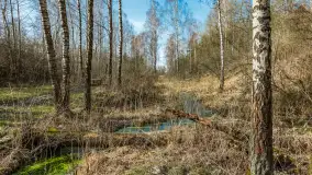 Śluza Leśniewo Górne na wiosennych ujęciach, marzec 2024 r. - zdjęcie 7