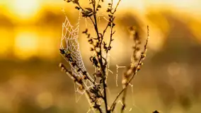 Mazurskie pajęczyny o wschodzie słońca nad jeziorem Dobskim - zdjęcie 10