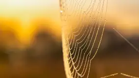 Mazurskie pajęczyny o wschodzie słońca nad jeziorem Dobskim - zdjęcie 19