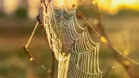 Mazurskie pajęczyny o wschodzie słońca nad jeziorem Dobskim - zdjęcie 2