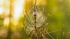 Mazurskie pajęczyny o wschodzie słońca nad jeziorem Dobskim - zdjęcie 7