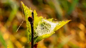 Mazurskie pajęczyny o wschodzie słońca nad jeziorem Dobskim - zdjęcie 43