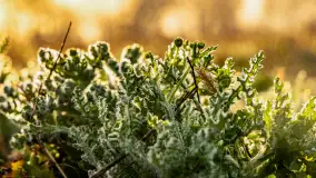 Mazurskie pajęczyny o wschodzie słońca nad jeziorem Dobskim - zdjęcie 30