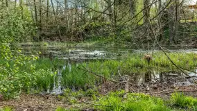 Zabytkowy młyn wodny przy Krutyni, kwiecień 2024 r. - zdjęcie 51