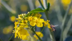 Mazury pełne żółtego koloru, pola rzepaku, maj 2024 r. - zdjęcie 8