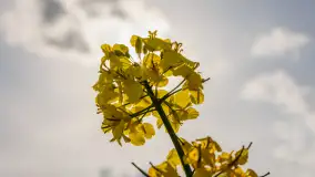 Mazury pełne żółtego koloru, pola rzepaku, maj 2024 r. - zdjęcie 36