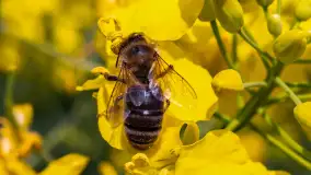 Mazury pełne żółtego koloru, pola rzepaku, maj 2024 r. - zdjęcie 32