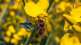 Mazury pełne żółtego koloru, pola rzepaku, maj 2024 r. - zdjęcie 3