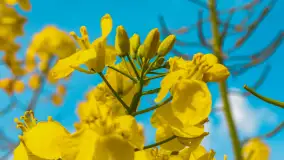 Mazury pełne żółtego koloru, pola rzepaku, maj 2024 r. - zdjęcie 28