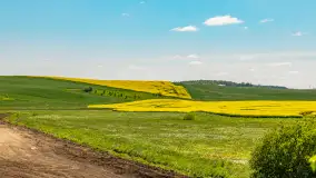 Mazury pełne żółtego koloru, pola rzepaku, maj 2024 r. - zdjęcie 4