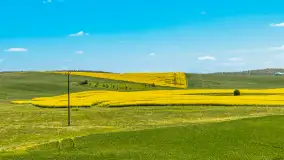 Mazury pełne żółtego koloru, pola rzepaku, maj 2024 r. - zdjęcie 17