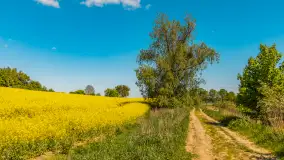 Mazury pełne żółtego koloru, pola rzepaku, maj 2024 r. - zdjęcie 27