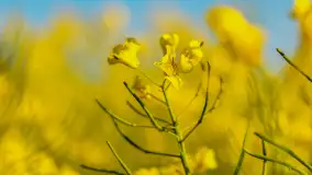 Mazury pełne żółtego koloru, pola rzepaku, maj 2024 r. - zdjęcie 34