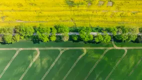 Rzepakowe pola widoczne z lotu ptaka, maj 2024 r. - zdjęcie 3