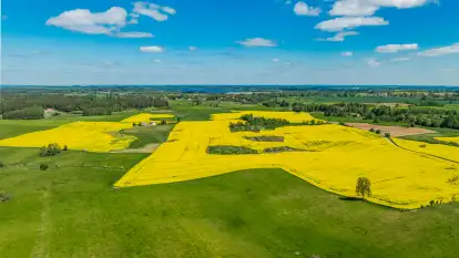 Rzepakowe pola widoczne z lotu ptaka, maj 2024 r.