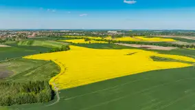 Rzepakowe pola widoczne z lotu ptaka, maj 2024 r. - zdjęcie 2