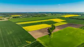 Rzepakowe pola widoczne z lotu ptaka, maj 2024 r. - zdjęcie 53