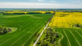 Rzepakowe pola widoczne z lotu ptaka, maj 2024 r. - zdjęcie 31