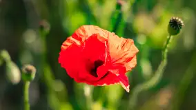 Czerwień mazurskich maków, czerwiec 2024 r. - zdjęcie 6