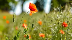 Czerwień mazurskich maków, czerwiec 2024 r. - zdjęcie 20