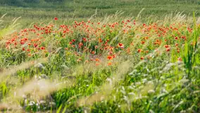 Czerwień mazurskich maków, czerwiec 2024 r. - zdjęcie 24
