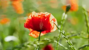 Czerwień mazurskich maków, czerwiec 2024 r. - zdjęcie 11