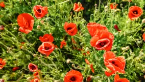 Czerwień mazurskich maków, czerwiec 2024 r. - zdjęcie 34