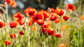 Czerwień mazurskich maków, czerwiec 2024 r. - zdjęcie 31