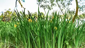 Plaża nad jeziorem Rydzówka pod koniec maja 2024 r. - zdjęcie 9