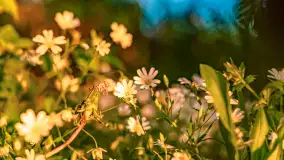 Mazury w wieczornych promieniach słońca, maj 2024 r. - zdjęcie 20