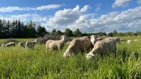 Odkryj Smak Mazur: Wybierz Lokalne Produkty z Gospodarstwa Ekologicznego Mazurska Jagnięcina na Swój Rejs Jachtem - zdjęcie 20