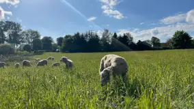 Odkryj Smak Mazur: Wybierz Lokalne Produkty z Gospodarstwa Ekologicznego Mazurska Jagnięcina na Swój Rejs Jachtem - zdjęcie 13
